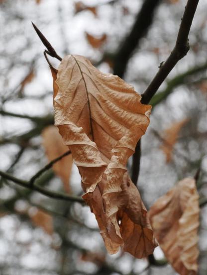 Vertrocknetes zusammengerolltes hellbraunes Buchenblatt vor unscharfem Hintergrund.