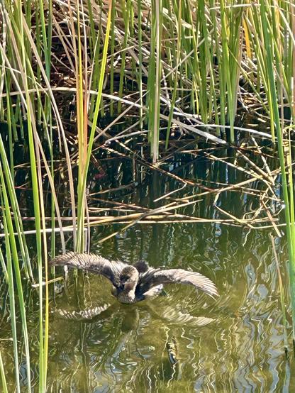 A bird with outstretched wings is seen in a shallow body of water surrounded by tall green reeds. The water reflects the colors and shapes of the surroundings, creating a serene natural scene.