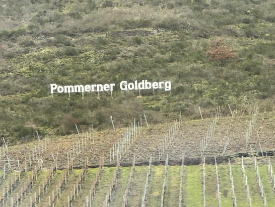 Vordergrund: ein Weinberg, Hintergrund: weiße große Lettern mit dem Schriftzug Pommener Goldberg
