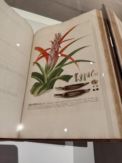 Detailed technical drawing of a plant in an 1800s encyclopaedia