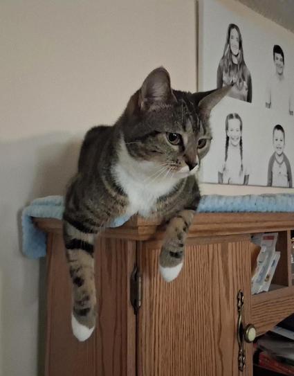 Pax, our brown tabby cat with white markings, is lying on a blue blanket atop a desk cabinet.  Her two striped forelegs with little white mittens are hanging down over the edge of the cabinet.  Her amber-colored eyes are looking down and towards the right at something below.  On the wall behind her are black and white photos of children on canvas.