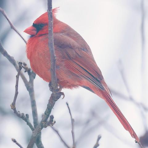 Cardinal in an apple tree
