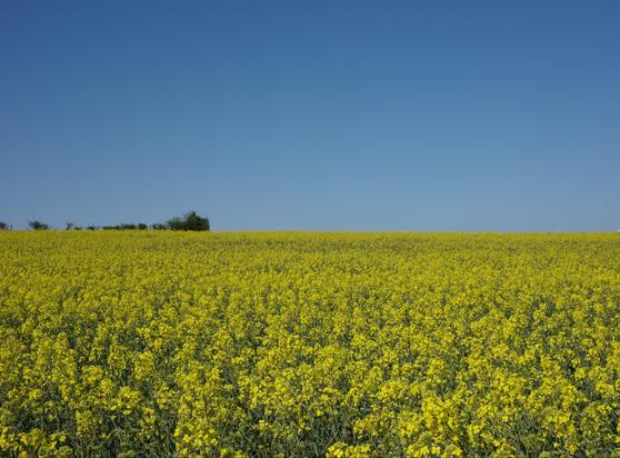 A bright blue sky arches over a vibrant yellow blooming rapeseed field, thus resembling the Ukrainian flag.