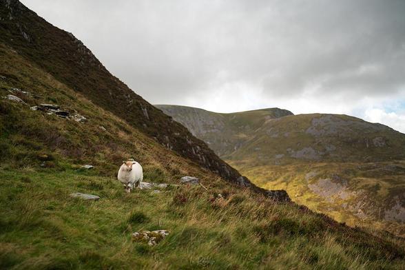 Ogwen Valley on the climb up to Y Garn for sunset.

A7Riii - 35GM