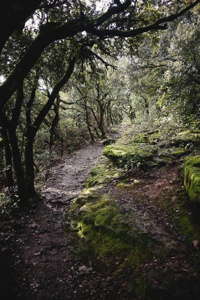 un sentier forestier bordé de chênes verts tortueux et de roches moussues