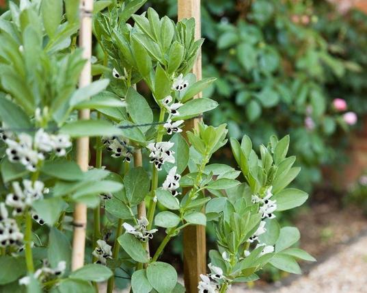 broad bean plants with supporting stakes with white and black flowers