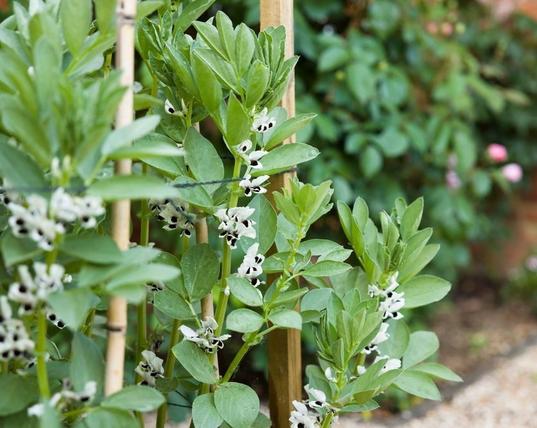 broad bean plants with supporting stakes with white and black flowers