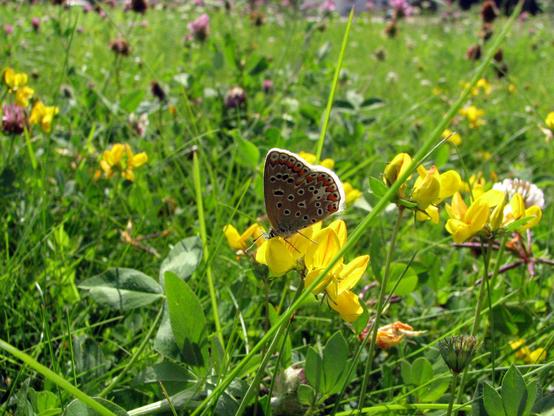 Azuré commun se présentant ailes fermées sur des fleurs jaunes.

Common azure showing closed wings on yellow flowers.