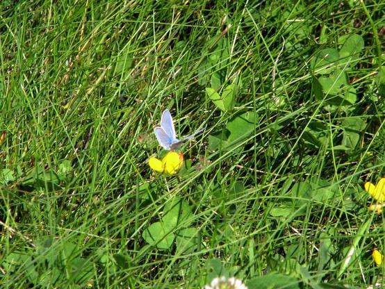 Azuré commun ailes ouvertes de sorte que l'on peut voir le côté bleu de ce joli papillon.

Common blue with open wings so we can see the blue side of this lovely butterfly.