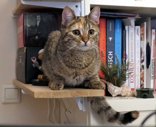 Katze Lilly sitzt aufmerksam und neugierig auf einem sehr schmalen Seitenregal zwischen zwei großen Klassik-CD-Boxen (Bach und Beethoven). Sie blickt direkt in die Kamera. Neben ihr steht ein hoher Bücherschrank, der die Szene gemütlich und wohnlich wirken lässt.