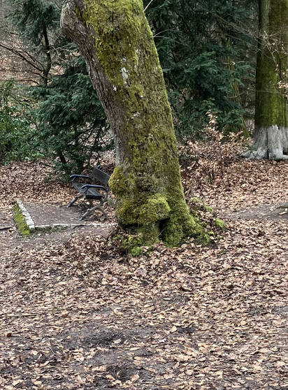 The lower part of a thick tree trunk in the forest in front of a park bench with markings resembling a sleeping face
