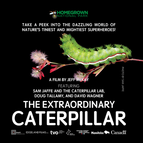 Color movie "poster" for the new documentary "The Extraordinary Caterpillar"

TAKE A PEEK INTO THE DAZZLING WORLD OF NATURE’S TINIEST AND MIGHTIEST SUPERHEROES!
A FILM BY JEFF McKAY

FEATURING:
SAM JAFFE AND THE CATERPILLAR LAB, DOUG TALLAMY, AND DAVID WAGNER

"Over 98% of the living world on Earth is smaller than a bee. Yet humans view the planet as a world centered around themselves. Landscapes are deconstructed to suit human needs, often with little regard for the natural systems that sustain the food web. The Extraordinary Caterpillar follows the scientists and community activists with this peek into the dazzling world of nature’s tiniest superheroes."

https://homegrownnationalpark.org/extraordinary-caterpillar/
https://www.thecaterpillarlab.org/registration