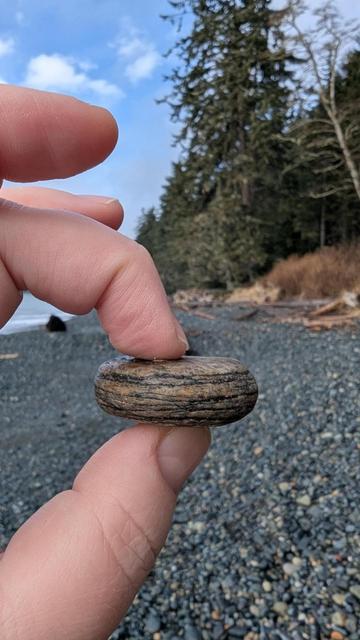 Photo of a flat brown rock with thin black rings pinched between two of my fingers, held up in front of a rocky beach with blue skies and a big douglas fir tree