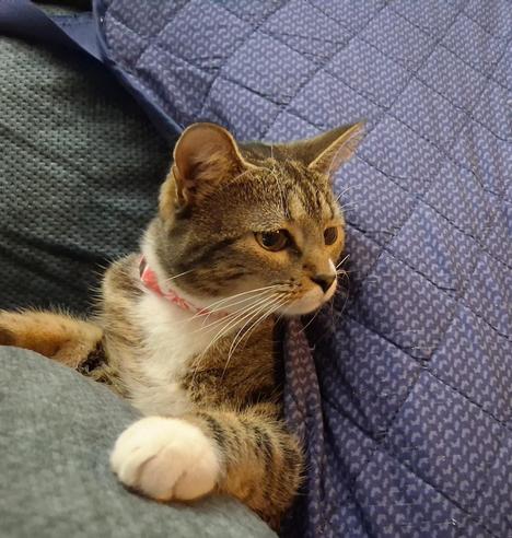 Our brown tabby cat with white markings, named Pax, is lying on a blue loveseat underneath a blue loveseat cover.  Only the top half of her can be seen.  Her head is turned as she looks with a playful expression towards the right.