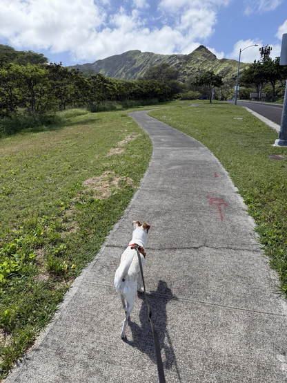 Small brown and white dog on a curving path headed to Koko Crater