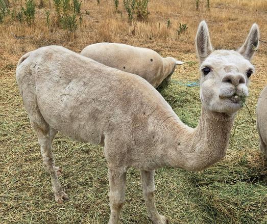 The lucerne getting more interest this afternoon from Ozzie and the sheep.