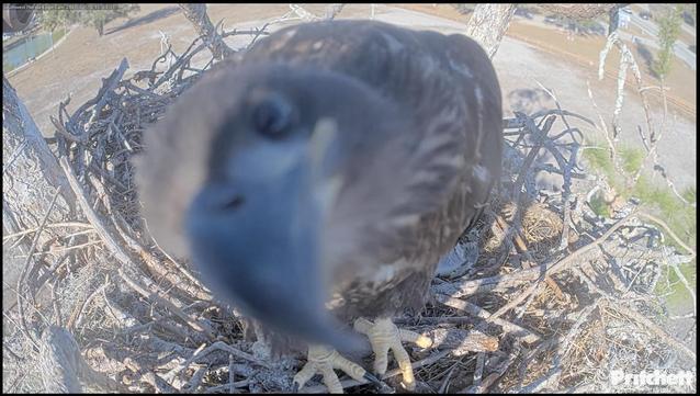 A bald eagle chick is very close to the camera, tilting its head to look at the camera