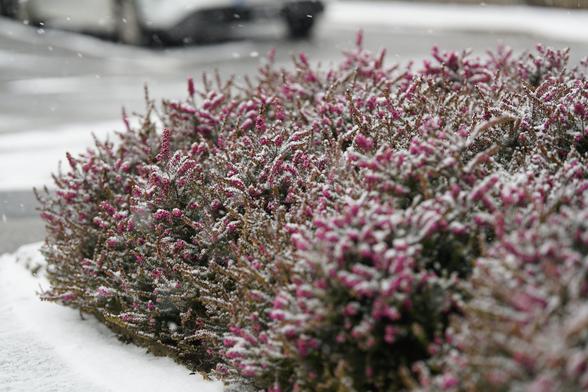 Lila Heidekraut, Straße im Hintergrund