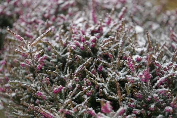 Fokus auf einzelne Zweige