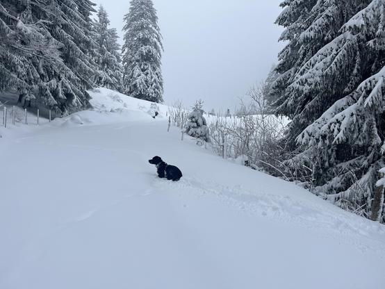 Ein schwarzer Hund sitzt in tiefem, unberührtem Schnee auf einem verschneiten Waldweg; rundherum stehen hohe Tannen, deren Äste schwer mit Schnee bedeckt sind, während dichter Nebel die winterliche Landschaft einhüllt.