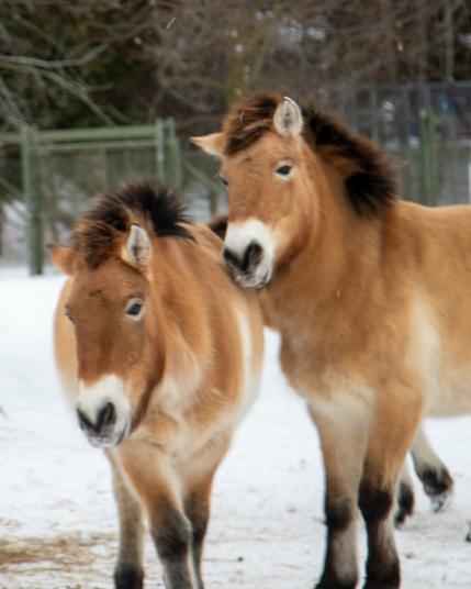 In a snowy landscape, two horses stand side by side, facing away from the viewer. The horse on the left is a lighter brown color with a white blaze on its face, while the darker brown horse has a contrasting white blaze. The horses are the main subjects of the image, set against a serene, snow-covered background that includes trees and a fence.