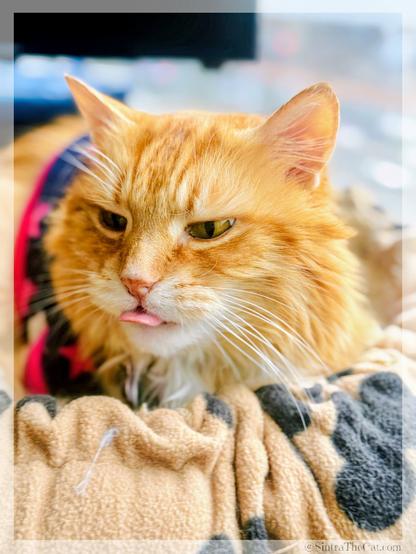 Sintra the Cat keeps forgetting to put his tongue back in 😽