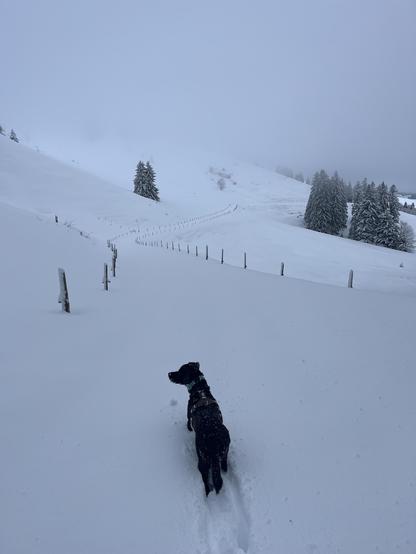 Ein schwarzer Hund läuft durch tiefen, frischen Schnee in einer weiten, nebelverhangenen Winterlandschaft; geschwungene Weidezäune und verschneite Tannen ziehen sich über sanfte Hügel im Hintergrund.