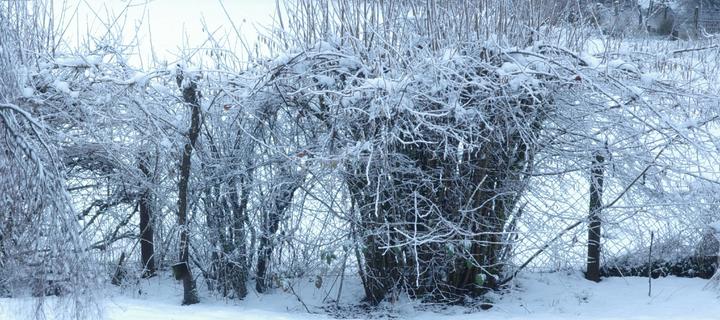 A part of the hedge. In summer it is an impenetrable green wall.
