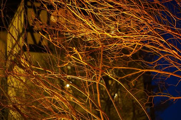 Beleuchtete Zweige vor Fachwerkhaus