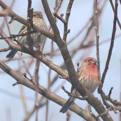 Female & Male house finches in an apple tree