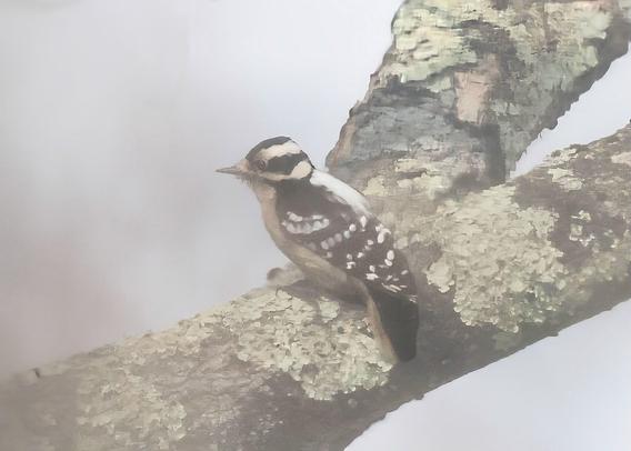 Female downy woodpecker on a maple tree