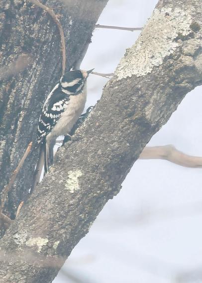 Female downy woodpecker on a maple tree