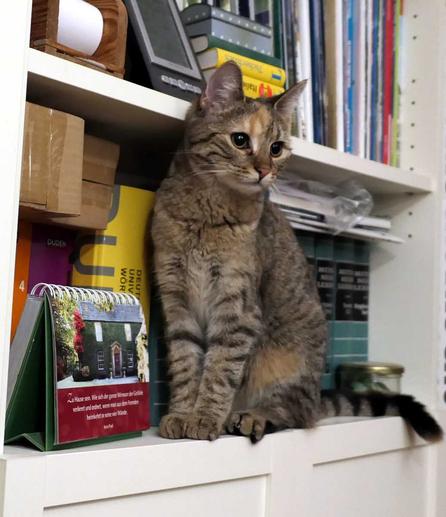 Katze Lilly sitzt aufrecht auf einer extrem schmalen Holzkante in einem randvoll mit Büchern gefüllten Schrankfach. Ihr Körper balanciert elegant vor den dicht stehenden Büchern, während ihr Kopf selbstbewusst in das darüberliegende, ebenfalls vollgestopfte Fach hineinragt. Ihr wacher Blick signalisiert Stolz und Abenteuerlust – als wollte sie sagen: „Für mich ist nichts zu hoch.“