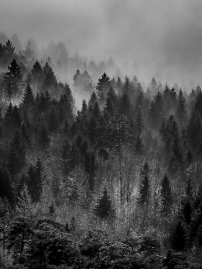 A monochrome landscape featuring a dense coniferous forest with varying shades of gray. The scene includes tall trees shrouded in mist, creating a mysterious and atmospheric effect. Soft fog enhances the depth and texture of the forest.