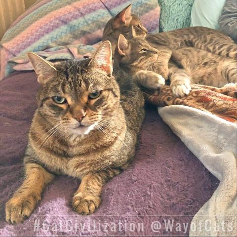 A brown tabby adult cat is at the forefront of a bed with a purple fuzzy comforter, his front paws extended and his curious green eyes in a slightly tiled head. Behind him, as though he is guarding them, are two gray tabby kittens who are reclining with their necks on his hindquarters. One with their forelegs wrapped around the neck of the other, lookalike, kitten. In the back ground there are pastel pillows and striped throw, illustrating Multiple Cats in Space and Time.