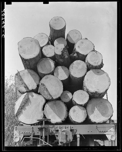The image displays a collection of large tree trunks with visible growth rings, neatly stacked on the back of a flatbed rail car. The logs are cut to varying sizes but primarily in cylindrical shape and appear freshly cut given their clean cuts at the top where they were severed from trees. Some log sections have inscriptions or marks etched into them using what appears to be rusty nails or metal tags, possibly indicating ownership, logging company identification (as suggested by rustling of logs), measurements for size categorization, or other relevant information pertinent during transport and processing in mills.

The rail car itself is heavy-duty with visible machinery parts such as wheels, couplings, and structural beams. The background shows a clear sky suggesting that the photo was taken outdoors on what appears to be a bright day. There are no discernible people or moving objects within this still image which focuses solely on the logs in transit.

The photograph has a monochromatic tone indicative of an older vintage style, likely from the early 20th century given its black-and-white composition and grainy texture typical for film photography at that time period. The source attribution to Oregon, specifically Klamath County near Klamath Falls under Pelican Bay Lumber Company provides context about where this image was captured, suggesting a historical perspective [...]