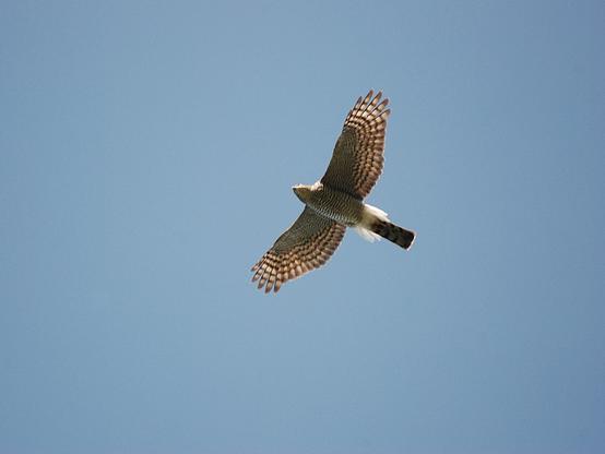 Sperwer - Accipiter nisus - tijdens een baltsvlucht van onderen gezien met een egaal blauwe lucht als achtergrond. Tijdens de balts worden de witte onderstaartdekveren ver uitgespreid zodat ze aan de staartbasis ook een visueel signaal vormen.