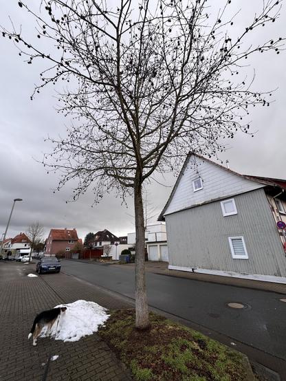 Ein kahler Baum mit kleinen Zapfen steht neben einem Gehweg, neben einer Schneewehe. Ein Hund schnüffelt am Schnee, während im Hintergrund unter einem bewölkten Himmel einige Häuser und geparkte Autos zu sehen sind.