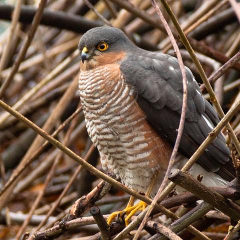 Roofvogel met grijze rug en kop, oranjebruine borst en felgele ogen op een wirwar van takken.  
De vogel heeft een ronde, compacte lichaamsvorm met korte nek en krachtige, naar beneden gebogen snavel die donkergrijs tot zwart is met een kleine gele washuid bij de snavelbasis.  
De borst en buik zijn bedekt met dichte, horizontale bandering in afwisselende lichte en oranjebruine strepen; de flanken zijn wat donkerder roestbruin.  
De vleugels liggen strak langs het lichaam en zijn egaal donker leigrijs, met duidelijk afgetekende verenlagen.  
De poten zijn lang, slank en felgeel met scherpe, donkere klauwen die een paar dunne takken omklemmen.  
Het oog is rond, opvallend geel met een kleine zwarte pupil en wordt omlijst door een smalle, geelachtige oogring; de uitdrukking oogt alerter en scherp.  
Rondom de vogel ligt een dicht netwerk van dunne, kruiselings liggende takken in bruin- en grijstinten.