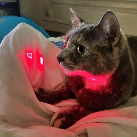 Seen in dim light, the front half of a dilute tortoiseshell cat, soft gray fur with lighter patches, her face in semi-profile, has an unseen laser pointer lighting up the white areas of the cat, her whiskers, the white under her jaw and her chest, with intense hot pink-red. This reflected color  also appears on the white bedding that is heaped beside her, while her gaze is up and away, not aware that the laser dot was creeping up beside her.