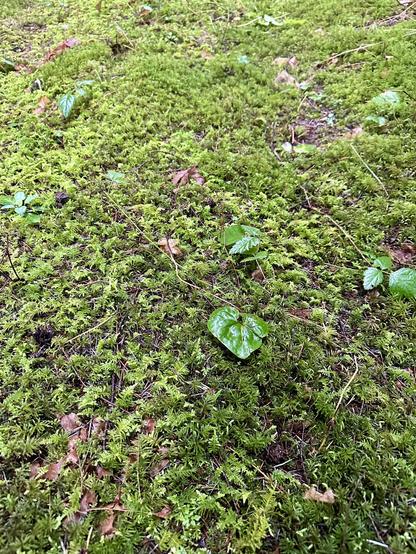 A wide spreading carpet of moss across an area of the forest floor.