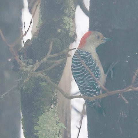 Red-bellied woodpecker on maple trees