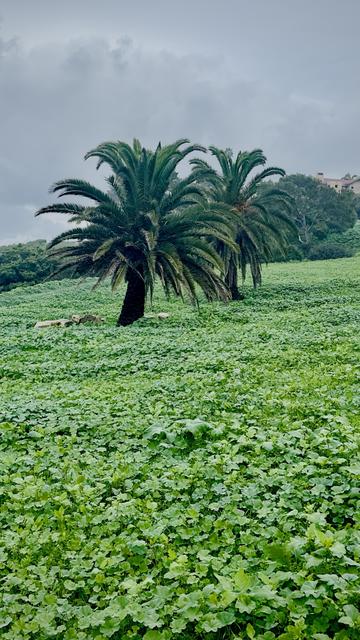 A landscape featuring two tall palm trees surrounded by lush green vegetation, with a cloudy sky overhead.