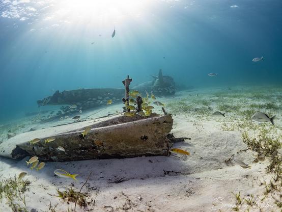 This scene shows a wing fragment in the foreground and the main body of the plane in the background and fish all around as the sun shines down from above.
