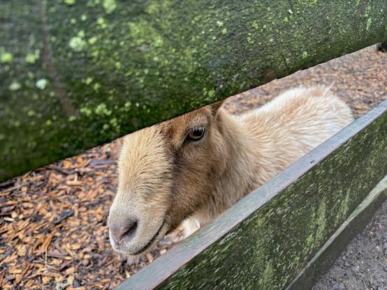 A red brown goat seemingly smiling and looking at the viewer, as seen between slats in an old wooden fence. The fence beams are covered in moss and lichen.