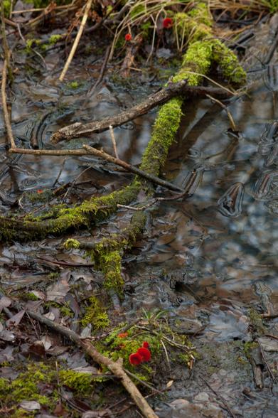 Clusters of scarlet elfcup fungi on islands of mossy logs in a woodland puddle.