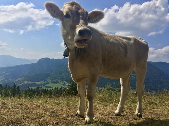 Im Vordergrund ein hellbraunes Kalb mit nach links gedrehtem Kopf, leicht geöffnetem Maul und abstehenden Ohren. Dahinter leicht bewölkter Himmel und eine leicht bergige Landschaft.