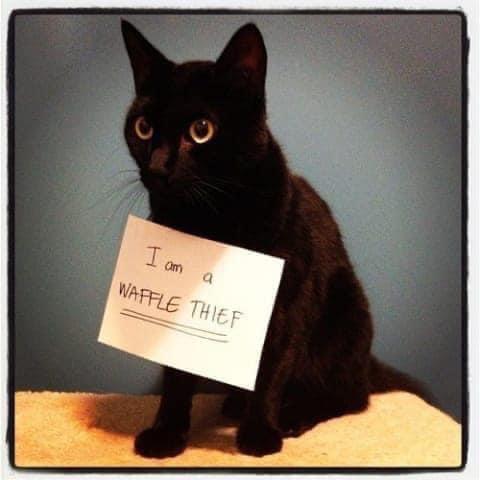 A black cat with a sign around its neck against a blue background.

Transcribed Text:

I am a WAFFLE THIEF