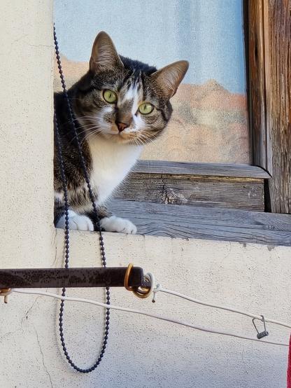 Took this photo while I was in Firenze (Florence Italy)
Was just looking out my window into the forecourt..
And this cutie was scoping me out lol...
BTW.. I love Firenze so much 💓
#bluesky #Firenze #Florence #Italy #love #cat #Italiancats #firenzefeline
