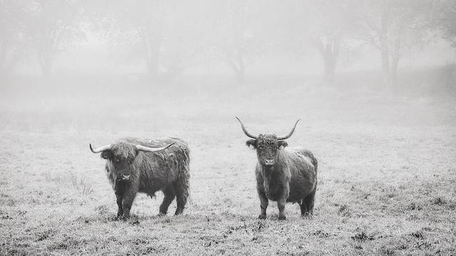 Zwei Highland-Rinder auf einer nebeligen Wiese. Im Hintergrund kann man schemenhaft Bäume sehen. Das Foto ist in Schwarzweiß.
